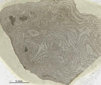 https://files.geocollections.info/large/82/38/8238e607-69df-46fe-9364-52915bd9ecfe.jpg