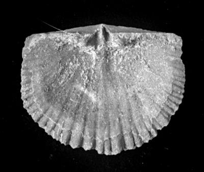https://files.geocollections.info/large/82/4a/824a905d-8945-4c25-969d-1fc44062c826.jpg