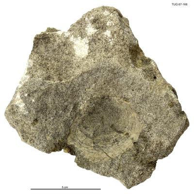 https://files.geocollections.info/large/82/59/8259b920-bfde-4fa8-8864-9db0721feef4.jpg