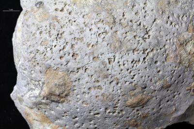 <i></i><br />Hosholm shore,  m, Pirgu Stage