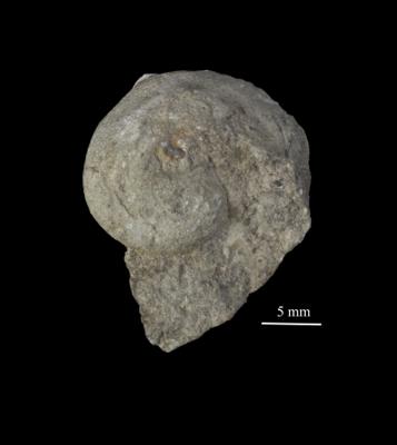 https://files.geocollections.info/large/82/70/82707952-8ac6-4354-b7e3-06a452e20738.jpg
