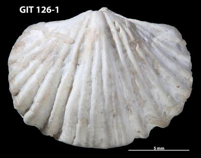 https://files.geocollections.info/large/82/93/82935fd3-a9a0-4888-822d-2070979b11d0.jpg