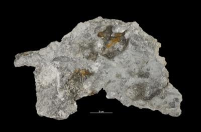 <i>Trypanites isp.</i><br />Vasalemma quarry,  m, Keila Stage