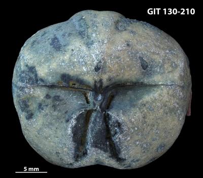 https://files.geocollections.info/large/82/9a/829abc59-2adb-47db-8a24-82550f4c3d3f.jpg