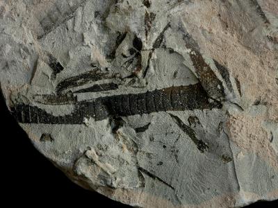 https://files.geocollections.info/large/82/b1/82b1bcb0-4ae2-451b-a2d6-1ab108dee8c7.jpg