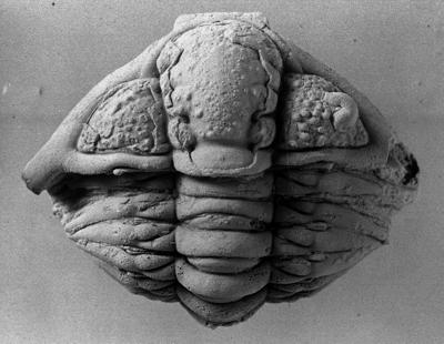 https://files.geocollections.info/large/82/b6/82b67611-21c0-4ba1-8126-98c343b1f307.jpg