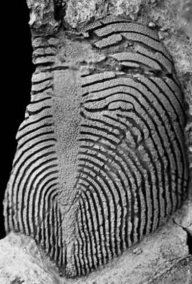 https://files.geocollections.info/large/82/b6/82b68db1-9345-40c1-8af7-aea6a98d9fde.jpg