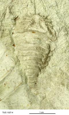 https://files.geocollections.info/large/82/d0/82d04cec-379c-4078-ab8b-3d4e5b17280d.jpg