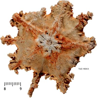 https://files.geocollections.info/large/82/d1/82d1bb07-b223-42dd-bee9-f4fa021100e1.jpg