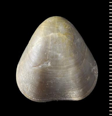 https://files.geocollections.info/large/82/dc/82dcc7ad-444a-4a75-99ff-c8d3819365cd.jpg
