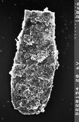 <i><i>Chitinozoa</i></i><br />Albrunnabrottet section,  m, Tremadocian (1527-24)