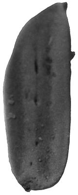 https://files.geocollections.info/large/83/09/8309f6fd-ad21-46f1-8f40-a1dd617542dc.jpg