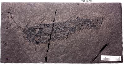 https://files.geocollections.info/large/83/0c/830c7d20-f7d9-4dca-a31d-998ed5f5301e.jpg