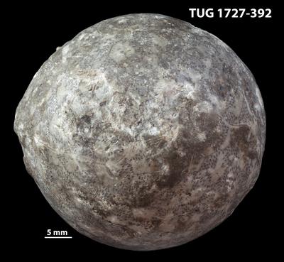 https://files.geocollections.info/large/83/31/83313b05-bfd3-47b7-8413-8f610911d1d9.jpg