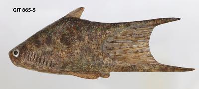 https://files.geocollections.info/large/83/8b/838b0856-a702-4e2a-979d-0e0a0b0596a9.jpg