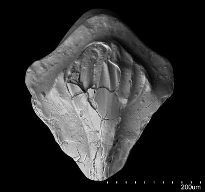 https://files.geocollections.info/large/83/b1/83b16ca2-c694-432a-a3fd-4c63ecdcee1b.jpg