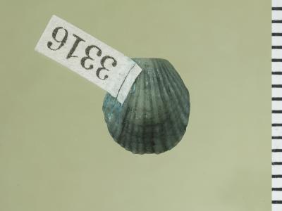 https://files.geocollections.info/large/83/b3/83b3062b-90aa-4f61-893f-222e73ccf29b.jpg