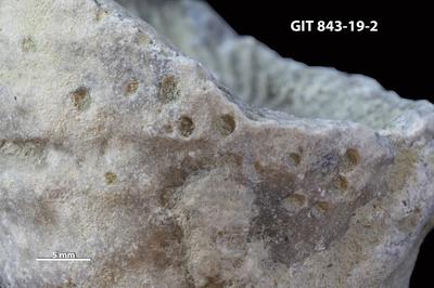 <i></i><br />Saxby shore,  m, Vormsi Stage