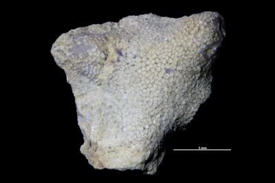 https://files.geocollections.info/large/83/ba/83ba5d60-e2a2-4ddb-a86a-dc04912767ab.jpg