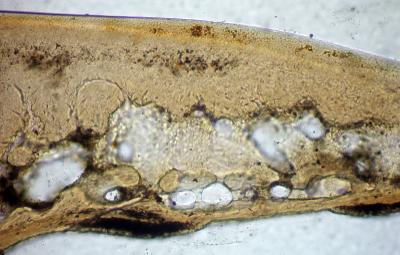 https://files.geocollections.info/large/83/e3/83e3d238-29fe-4fa8-b1d4-be9942e58d4b.jpg