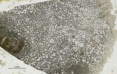 https://files.geocollections.info/large/84/21/8421e813-4c75-4608-82c9-94a04a2bde7f.jpg