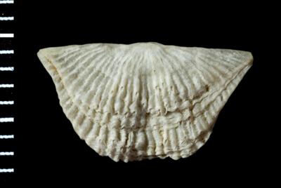 https://files.geocollections.info/large/84/3b/843b8d30-371d-4fa4-882a-b69a0e145c8d.jpg