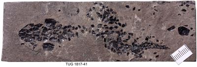 https://files.geocollections.info/large/84/66/846644d2-1ba5-4a8d-8063-f7939cc7130d.jpg