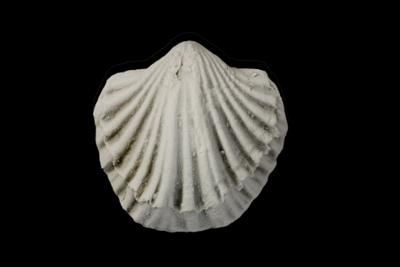 https://files.geocollections.info/large/84/7e/847e10ab-7922-493f-854a-8a63a30c49a6.jpg