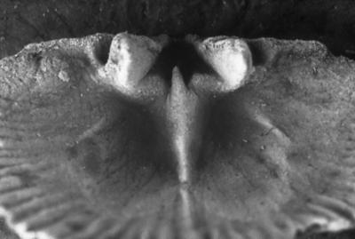 https://files.geocollections.info/large/84/8e/848ece22-75b3-4dac-a840-3beb4c4e7e06.jpg