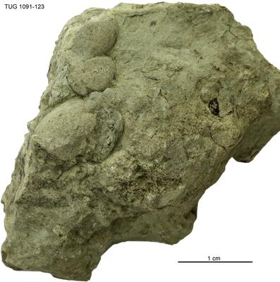https://files.geocollections.info/large/84/c6/84c6f143-eebb-4cff-86b4-e001aa39a5c0.jpg