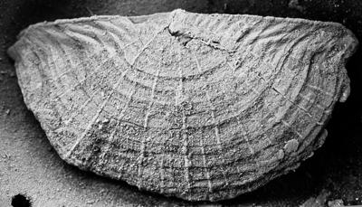 https://files.geocollections.info/large/84/c8/84c8971c-b910-4569-a316-fd2848c44022.jpg