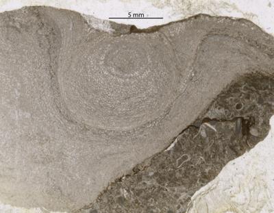https://files.geocollections.info/large/85/09/8509a7f4-445f-4557-b84e-13ce0c91569c.jpg