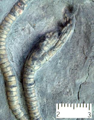 https://files.geocollections.info/large/85/36/8536e784-990d-45bd-8217-618c98f99bf5.jpg