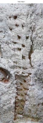 https://files.geocollections.info/large/85/3b/853b308e-cf45-40e5-bb43-bcaa21ac63d2.jpg