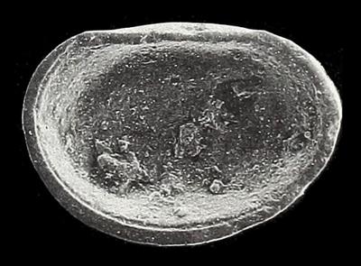 https://files.geocollections.info/large/85/7a/857a573c-f9a6-4ec2-8e04-94b2f3f382ca.jpg