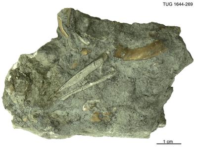 https://files.geocollections.info/large/85/7b/857b14ca-3334-476d-bbf7-27c0dc2f5ec1.jpg