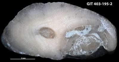 <i>Trypanites isp.</i><br />Ohesaare cliff,  m, Ohesaare Stage