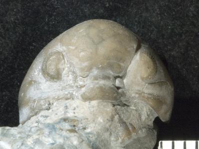 https://files.geocollections.info/large/85/c1/85c1334c-f24f-4ce7-9c5d-7cec61b15596.jpg