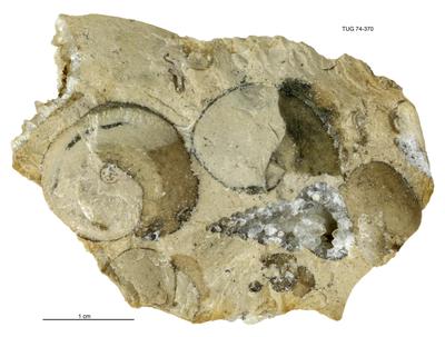 https://files.geocollections.info/large/85/c7/85c7e29f-eb36-463f-a8b1-4aa507d84e29.jpg