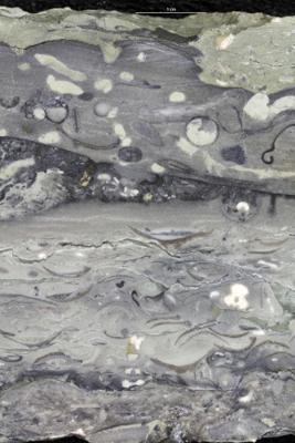 <i></i><br />Saku trench,  m, 