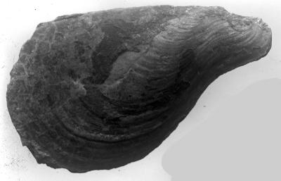 https://files.geocollections.info/large/86/83/868390d9-8dd4-4197-998f-d7e54ee7b7d7.jpg