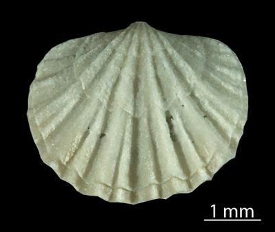 https://files.geocollections.info/large/86/a2/86a24bc8-7e18-44e0-8ea7-313905a2a19a.jpg