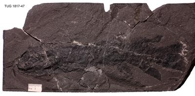 https://files.geocollections.info/large/86/aa/86aaac3f-9042-4aab-abd2-4e230ba097f0.jpg