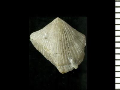 https://files.geocollections.info/large/86/c8/86c89e7a-228e-4e64-a898-329f4fb5db86.jpg