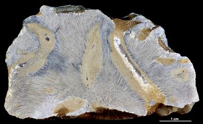 <i></i><br />Vanaküla Quarry,  m, Kukruse Stage