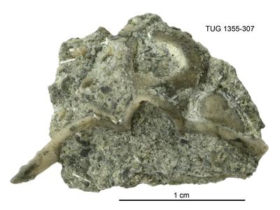 https://files.geocollections.info/large/87/23/8723dbed-8b3f-44a1-b3a3-9e23a6fc9045.jpg