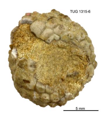 https://files.geocollections.info/large/87/3d/873d383e-4143-4099-af83-73a90b962e7d.jpg
