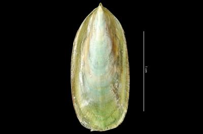 https://files.geocollections.info/large/87/3e/873e8538-7881-4b33-9285-8b5790e97fec.jpg