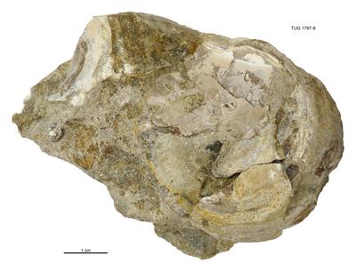 https://files.geocollections.info/large/87/59/87595d85-f3a0-4e30-8a15-078cdab7d721.jpg