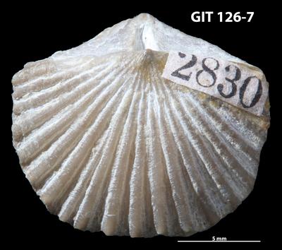 https://files.geocollections.info/large/87/6d/876d2ff0-59fb-402f-b21e-002939099db0.jpg